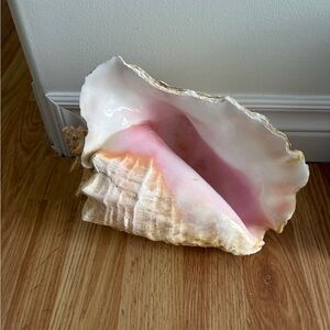 Large Queen Conch shell